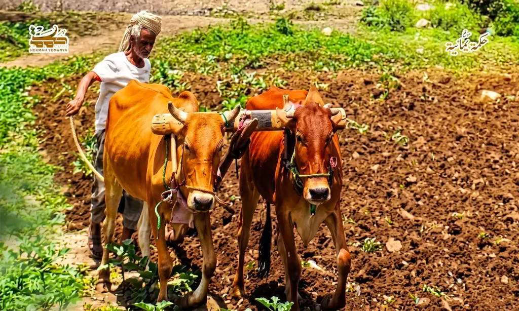 مهاجل الرّوُح والحياة 2 مهاجل الرّوُح والحياة