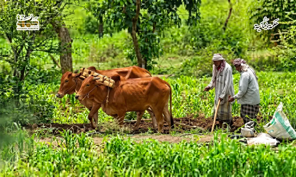 مهاجل الرّوُح والحياة 4 مهاجل الرّوُح والحياة